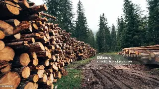 文化瑰宝：长沙桑拿与历史名人的逸闻趣事，探索文化底蕴 特色图片